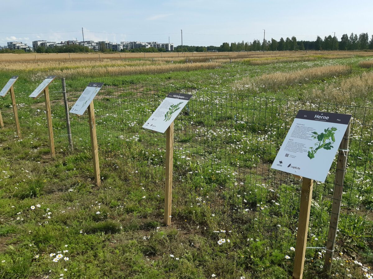 Leg4Life-hankkeen koelohkolla olevat kasvilajikyltit esittelevät alueella tutkittavat kasvilajit, joita ovat herne, härkäpapu, vehnä, kaura, raiheinä ja rapsi